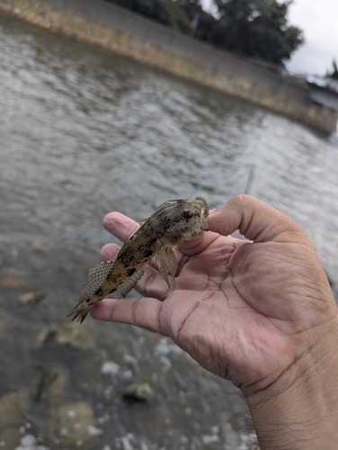 ウロハゼの釣果