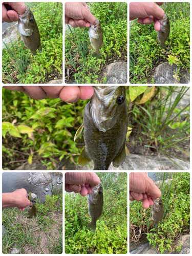 スモールマウスバスの釣果