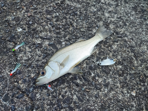 セイゴ（マルスズキ）の釣果