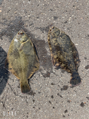 カレイの釣果