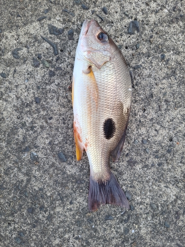 フエダイの釣果