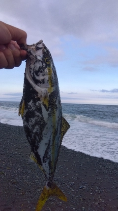 ワカシの釣果