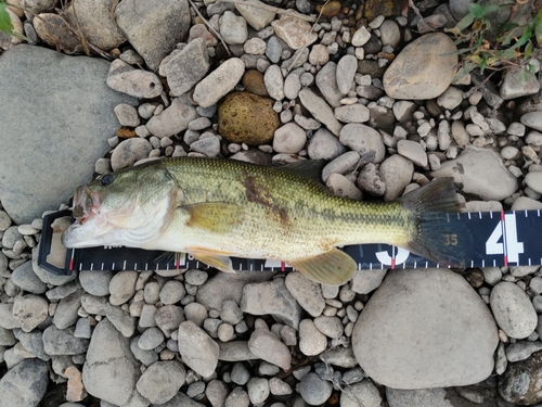 ラージマウスバスの釣果