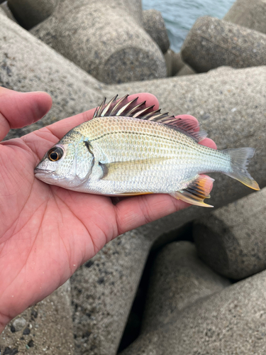 キビレの釣果