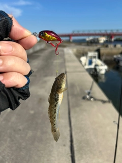 マハゼの釣果