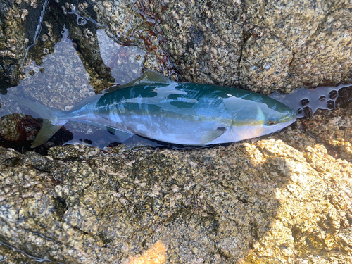 ワカシの釣果