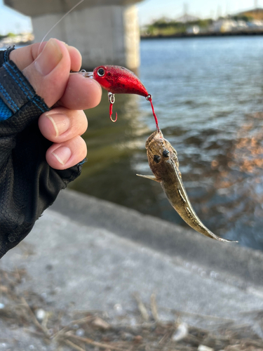 マハゼの釣果