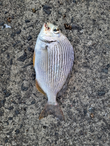 ヘダイの釣果