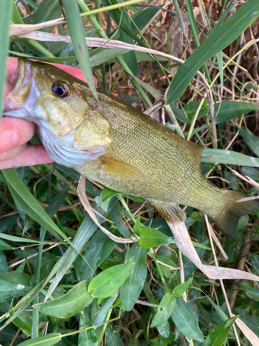 スモールマウスバスの釣果