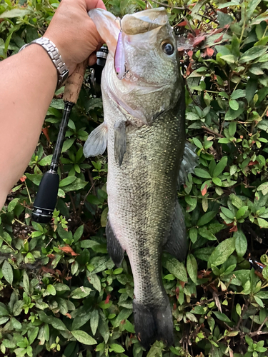 ブラックバスの釣果