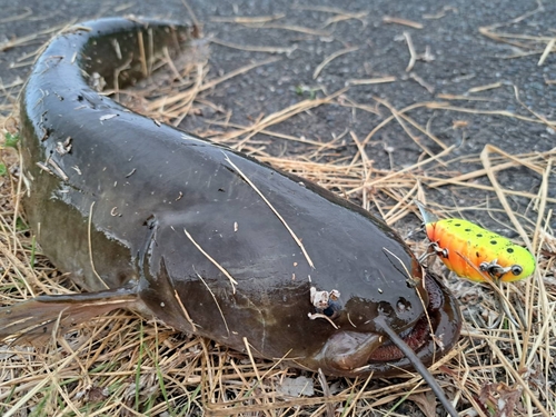 ナマズの釣果