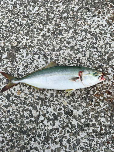 イナダの釣果