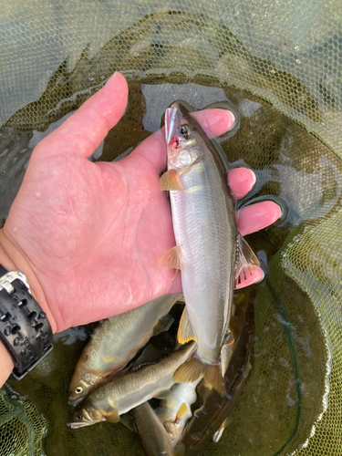 アユの釣果