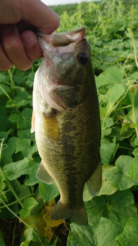 ラージマウスバスの釣果