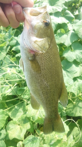 ラージマウスバスの釣果