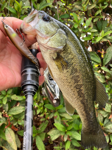 ブラックバスの釣果