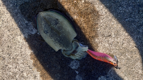 ハリイカの釣果