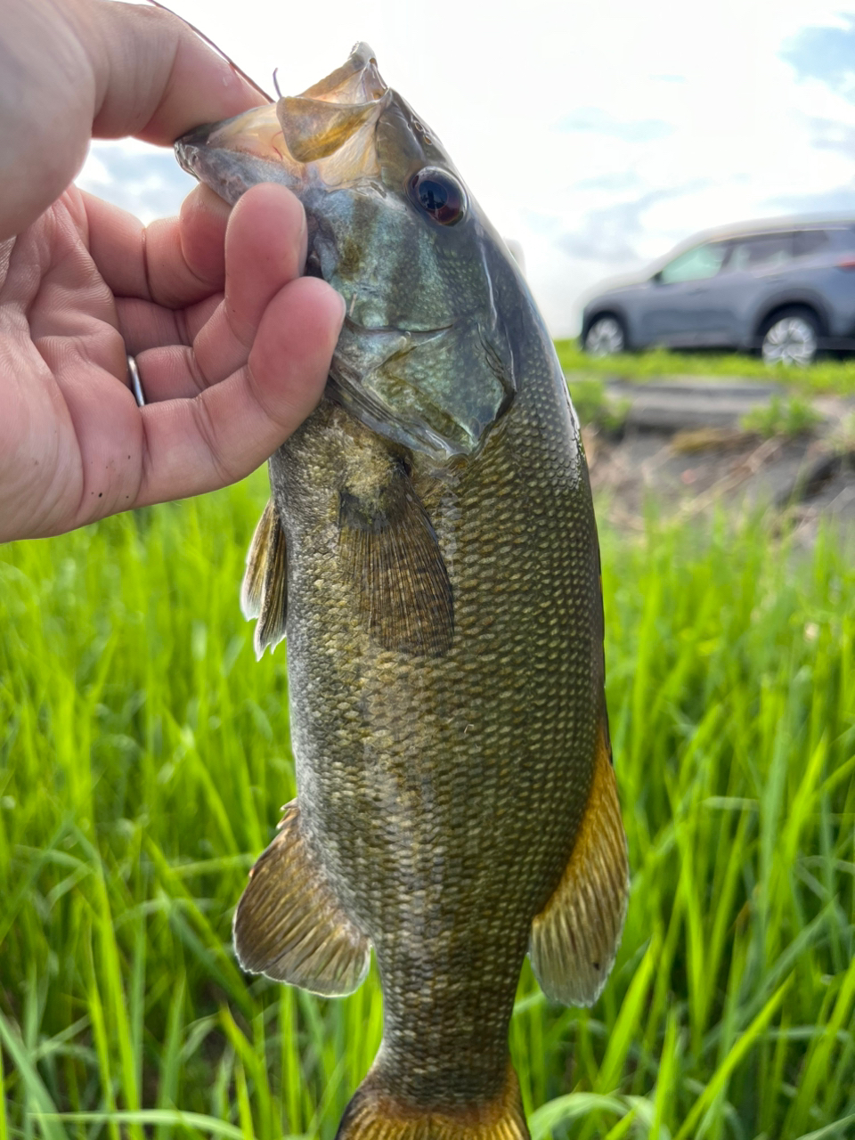 スモールマウスバス