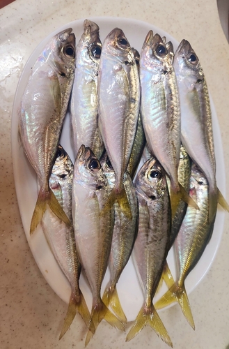 アジの釣果