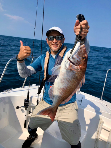 マダイの釣果