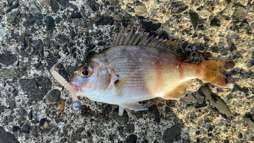 チャリコの釣果