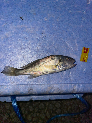 シログチの釣果