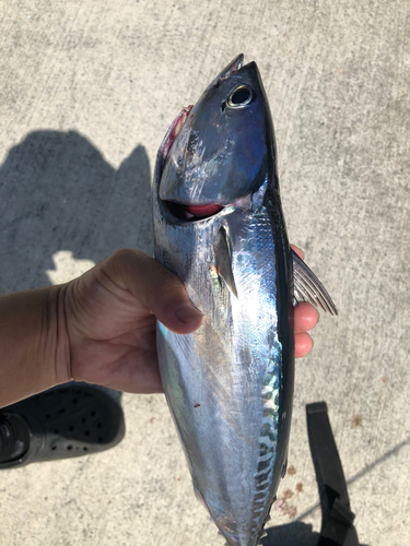 ソウダガツオの釣果