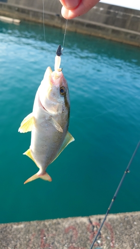 ネイリの釣果