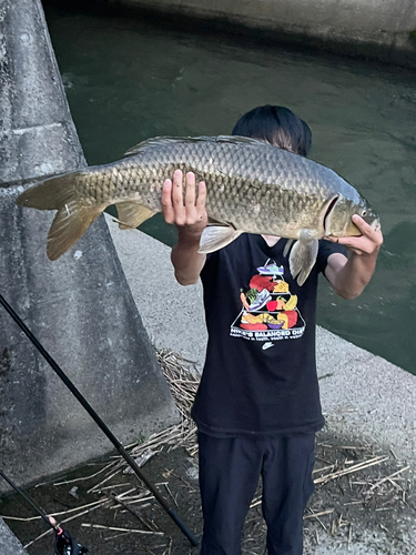 ニゴイの釣果