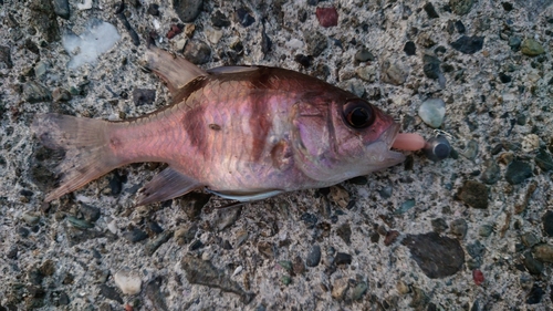 ヨコスジイシモチの釣果