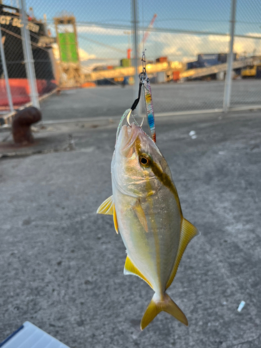 ネリゴの釣果