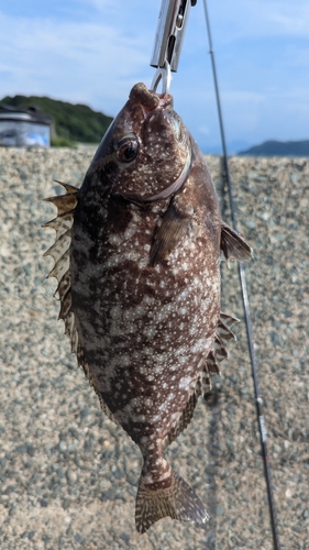 アイゴの釣果