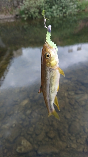 カワムツの釣果