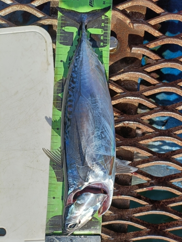 ソウダガツオの釣果