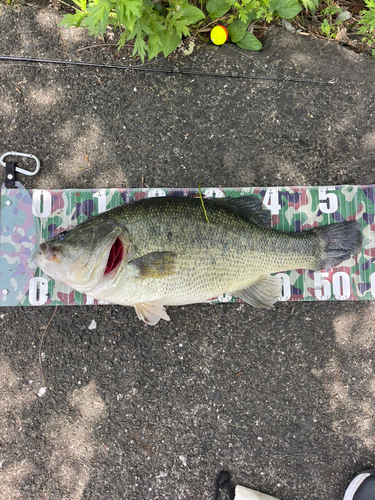 ブラックバスの釣果