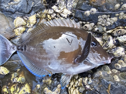 サンノジの釣果