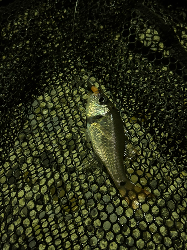 ネンブツダイの釣果