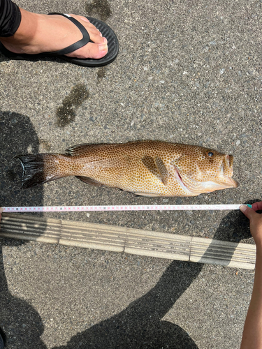 オオモンハタの釣果