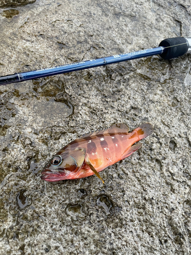 アカハタの釣果