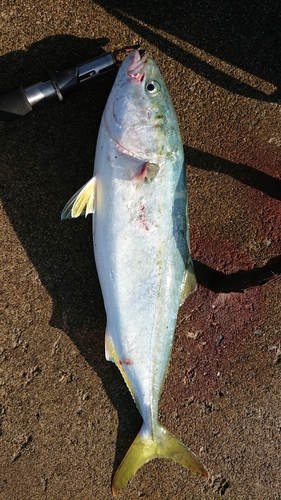 イナダの釣果