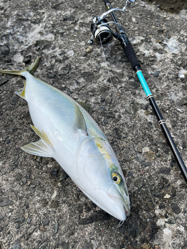 イナダの釣果