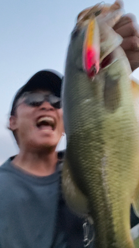 ブラックバスの釣果