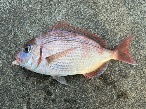 タイの釣果