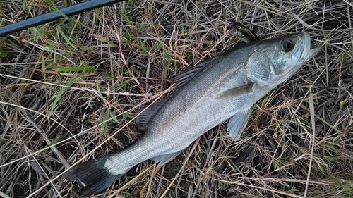 セイゴ（マルスズキ）の釣果