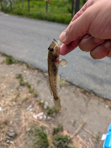 マハゼの釣果