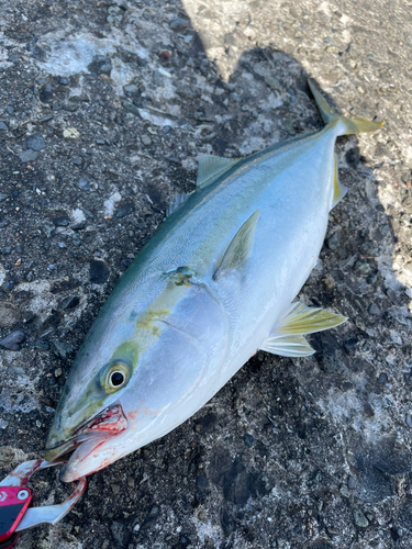 イナダの釣果