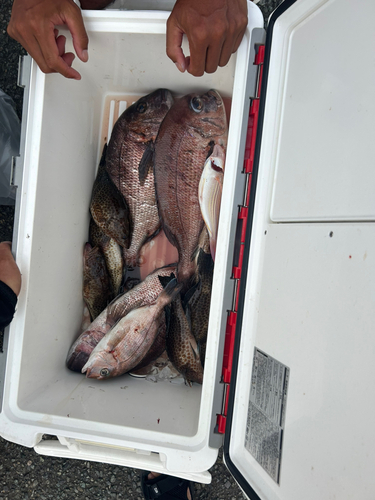 タチウオの釣果