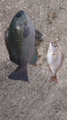 マダイの釣果