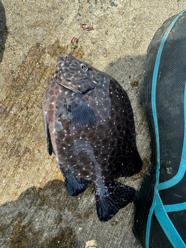 イシガキダイの釣果