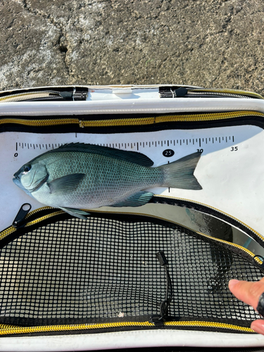 クチブトグレの釣果